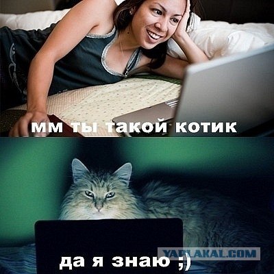 Начинаем котовторник!
