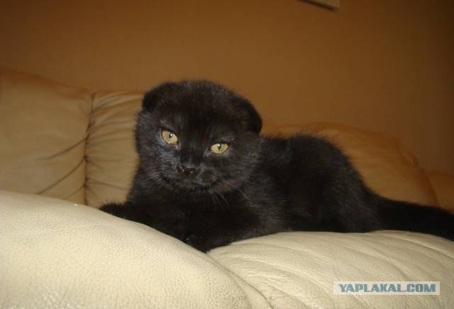 Котовторник (07.02.2012)
