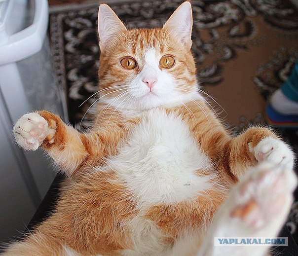 Котовторник (15.05.2012)