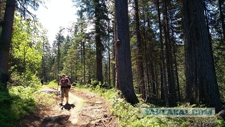 Секвойи в Калифорнии