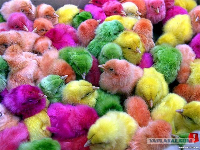 Домашняя птица. КУРЫ, УТКИ, ГУСИ, ИНДЮКИ