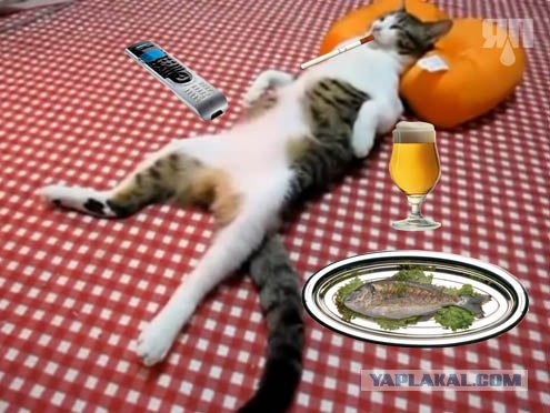 Кот расслабляется