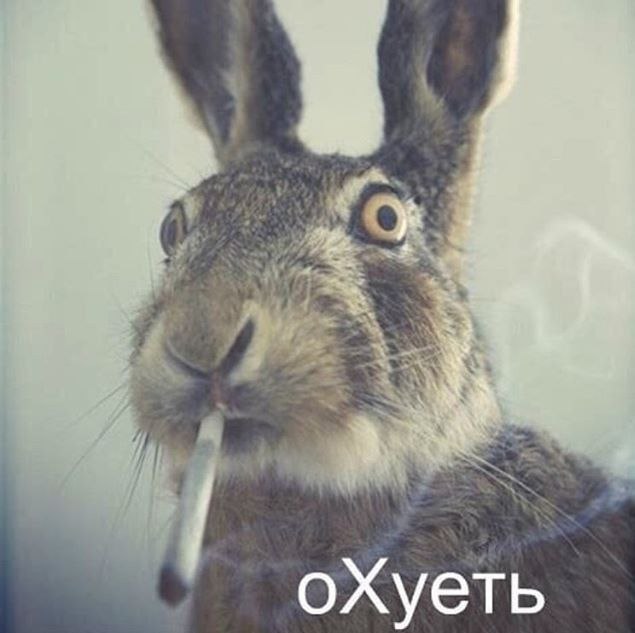 Вы спрашивали, а есть ли новые таланты, коллеги