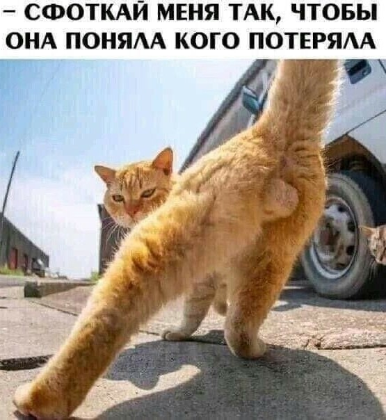 Котик и пожелания на Новый Год