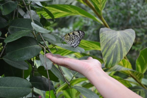 Хочу дачу на канарах!