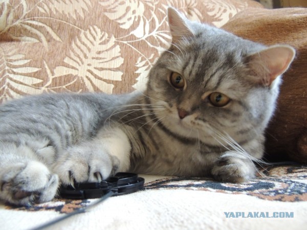 Котовторник 04.06.2013