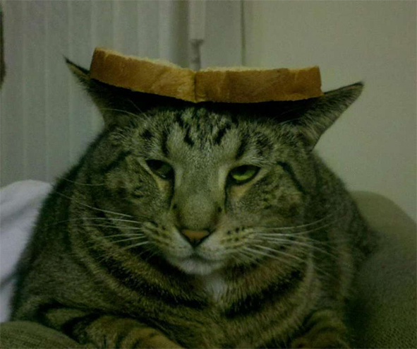 Невыразительные коты