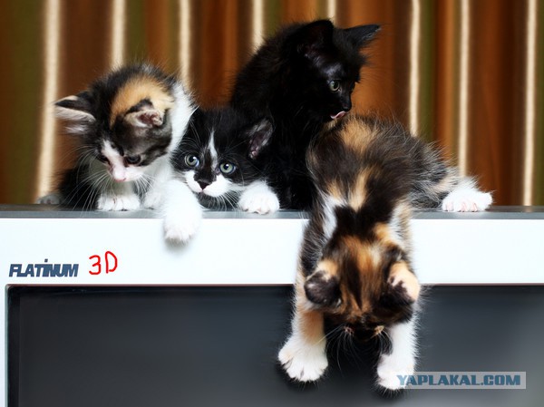 Котовторник   31.12.  2013