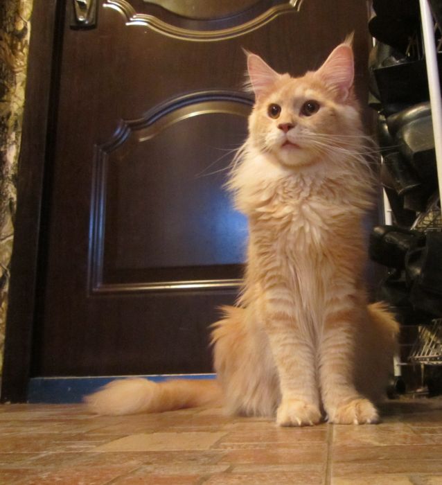 Кунята, 3 недели.