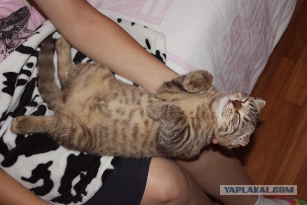 Котовторник 30.09.2014