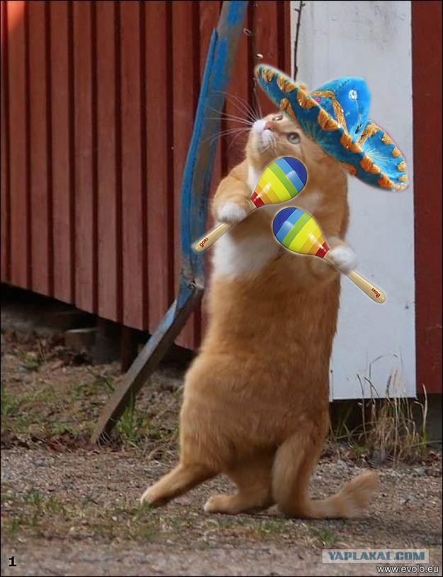 Жил-был кот