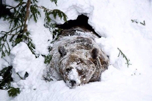 Медведь выбирается из берлоги после спячки