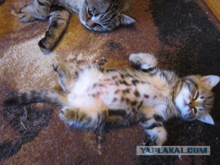 Котовторник 7.07.2015