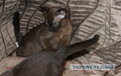 Котовторник 03.11.2015