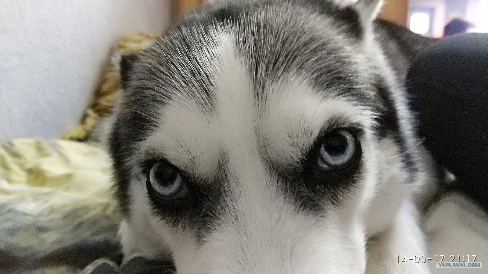 Зрачки хаски. Глазки как у хаски песня. Глаза хаски у человека. Ек-голубоглазая хаски. Секторная гетерохромия у собак.