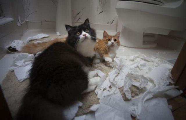 Коты и Кошки