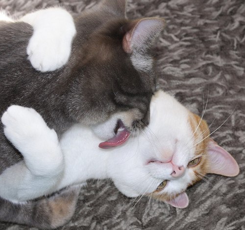 Коты и Кошки