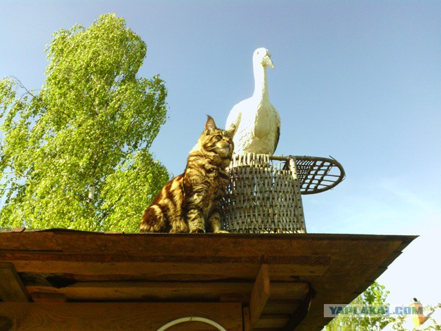 Котовторник  25.07.2017
