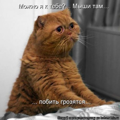 Котовторник 9.01.2018