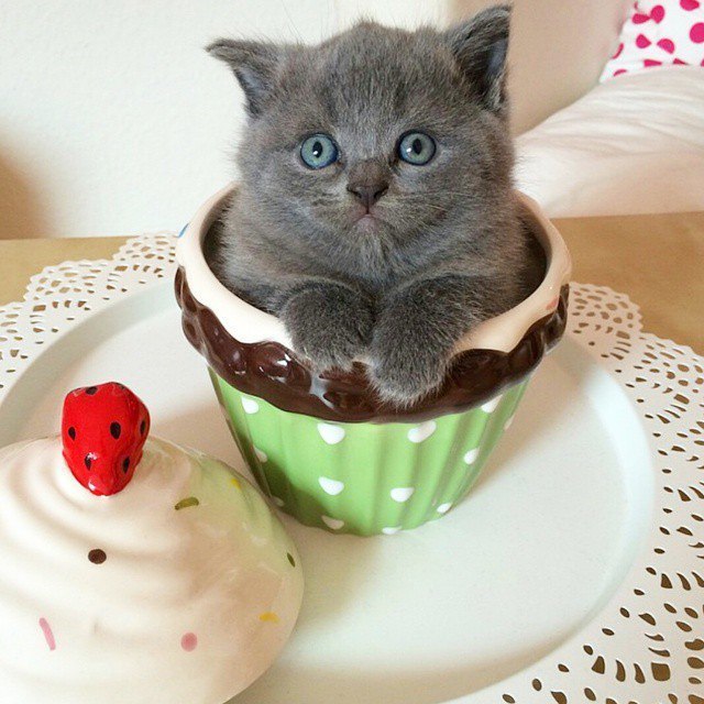 Прикольных котов пост
