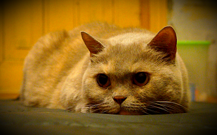Котовторник