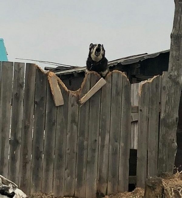 Живность из сети