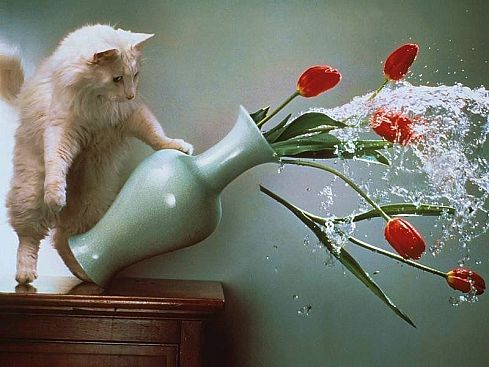 Прикольные коты на среду! ОЧЕНЬ МНОГО! Часть 2