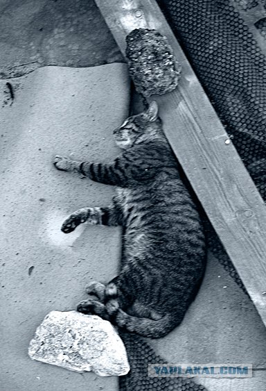 Котовторник (16.09.08)