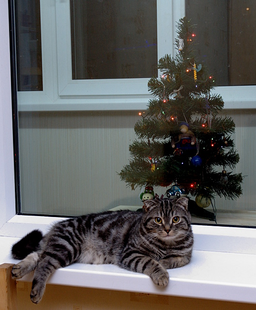 Новогодний КОТОВТОРНИК!