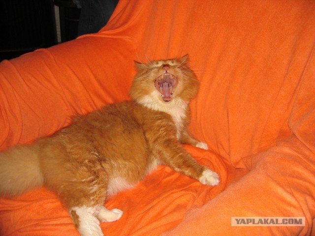 Котовторник объявляется открытым!