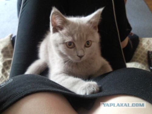 Первый котовторник июля