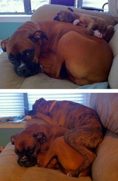 Собакочетверг 12.07.2012