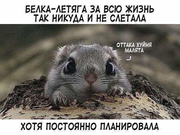 стырнета