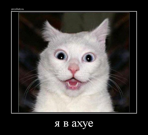 Отважный кот и трусливый медведь