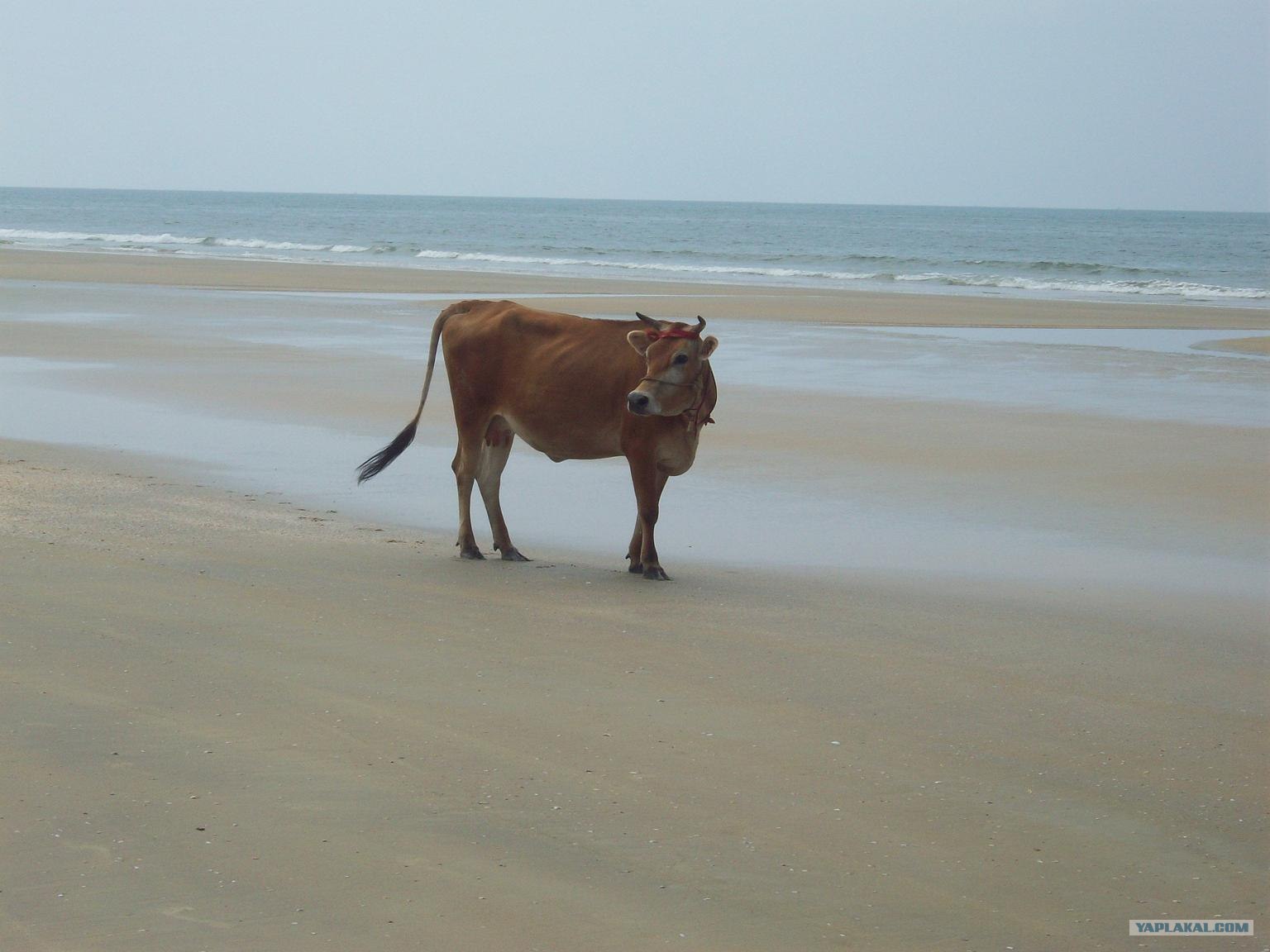 Корова у моря