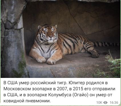 Пандемия съехавших крыш - разновидности болезни. Россия и мир. Часть 37