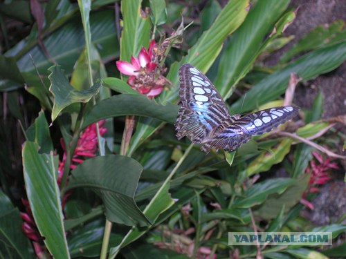 Такой разный остров Самуи