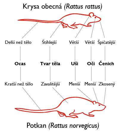 Очень странная крыса