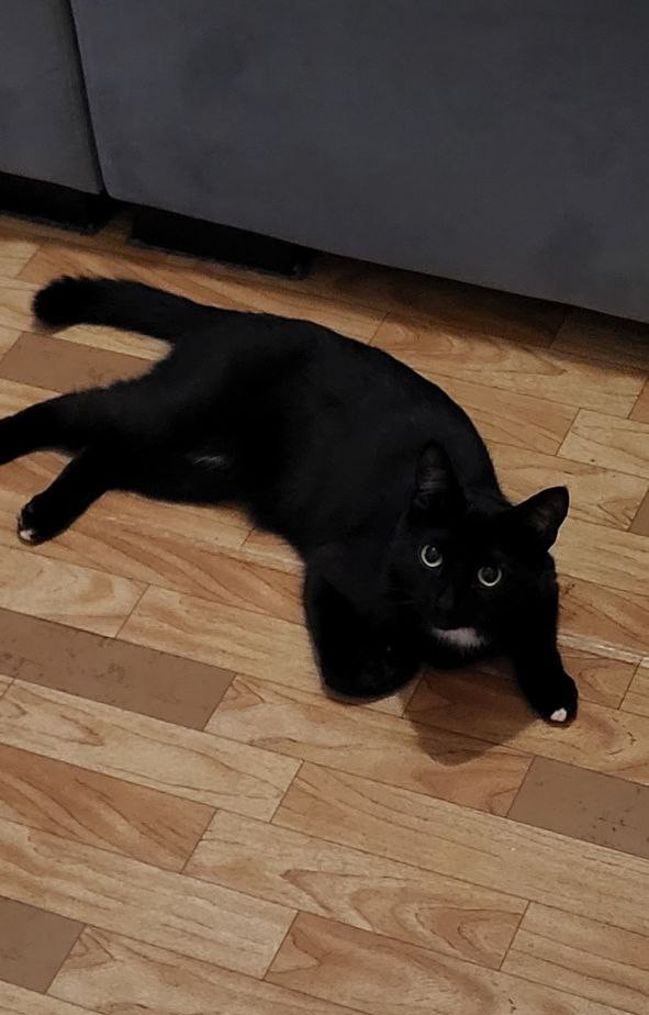 Котовторник 17.01.23