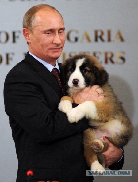 Путинские псы