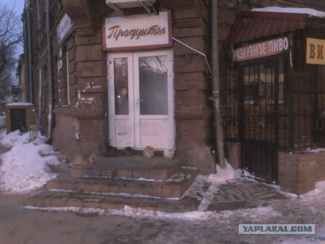 Котовторник 30.04.2013