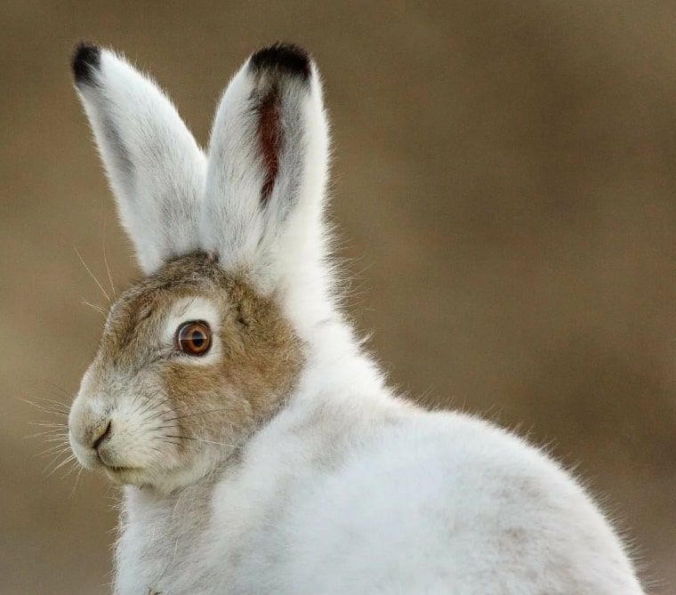 Цвет шерсти зайца. Заяц Беляк с зайчатами. Кролик Беляк. Глаза зайца беляка.