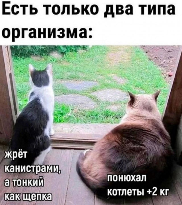 К котовторнику: подборка картинок-баянов с котиками и про котиков. Выпуск 9