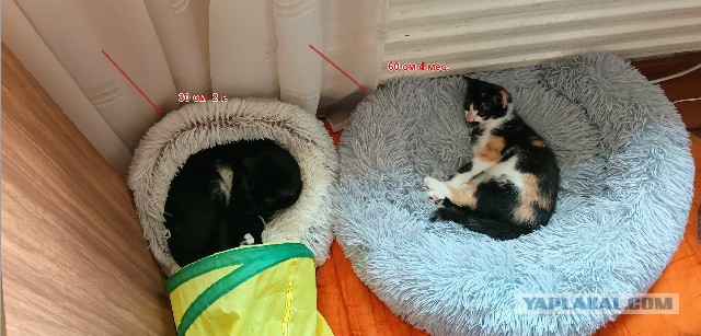 Хоть котовторник прошел ловите моего красавчика