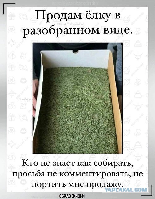 Москвичей попросили после праздника не выбрасывать елки из окна