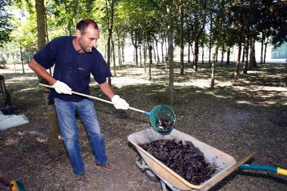 Мышь-полёвка: Не имеет никакого отношения к мышам. Кто же это тогда? Секреты нашего родного грызуна