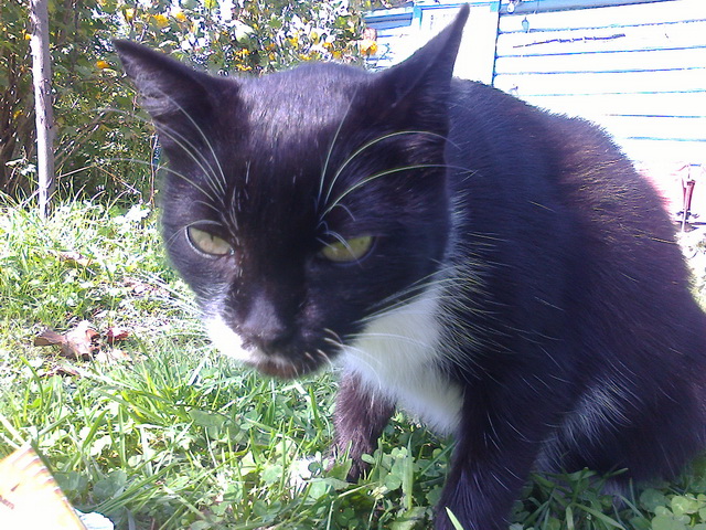 Котовторник 24.03.2015