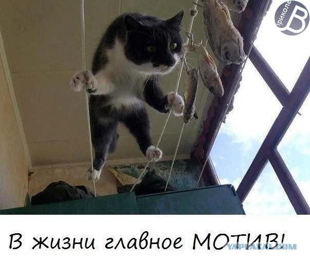 Известные котомемы.