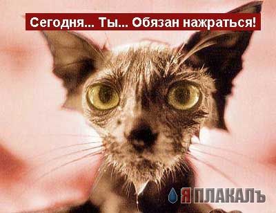 Кашак