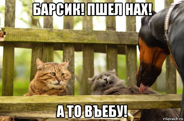 Что ты пристал?!